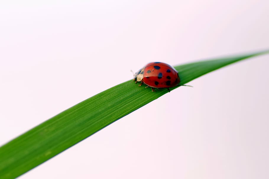 ladybug, grass, insect, worm, green, nature, the beetle, dots HD wallpaper
