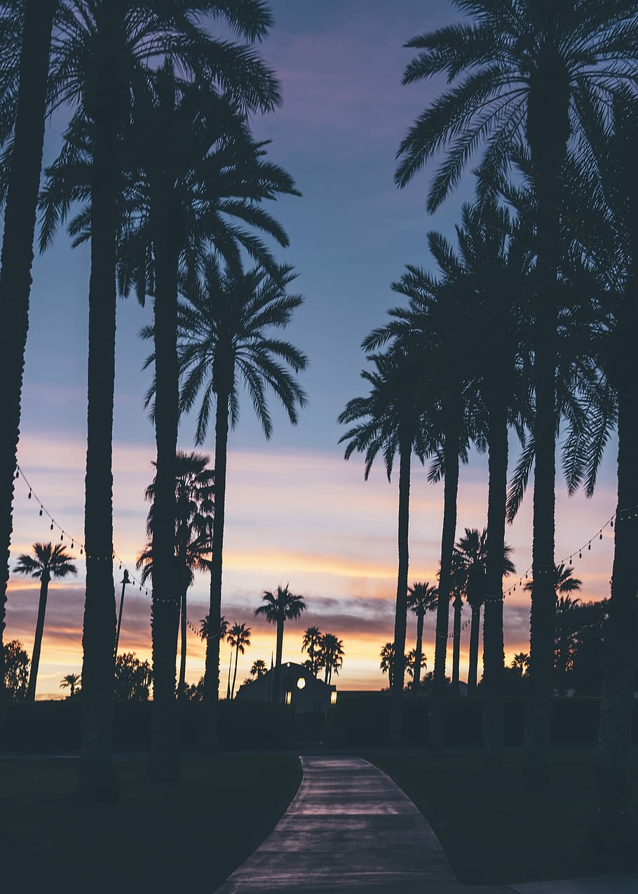 silhouette of houses beside palm trees and pathway, palm tree silhouette HD wallpaper