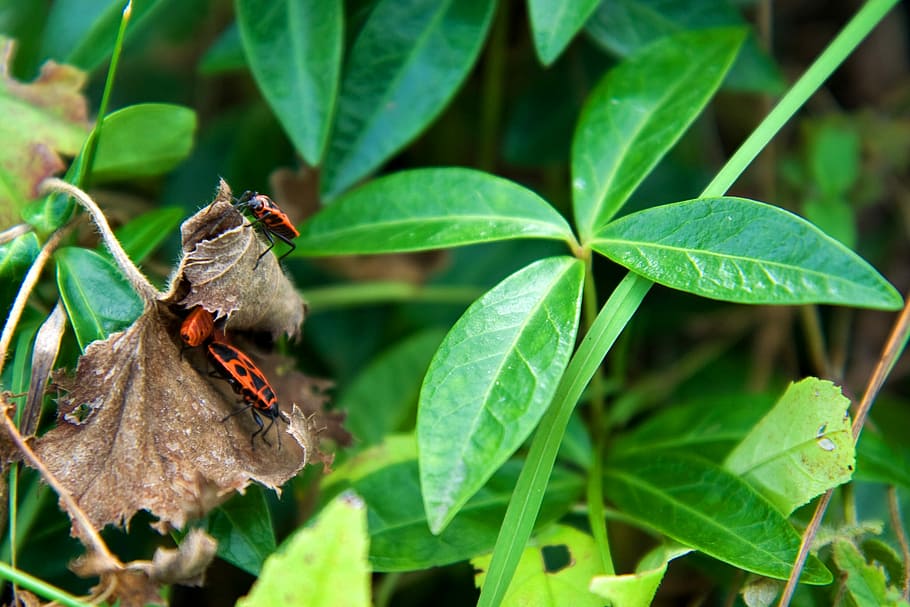 Bugs, Insect, Animals, Fauna, red, leaves, vegetation, leaf HD wallpaper