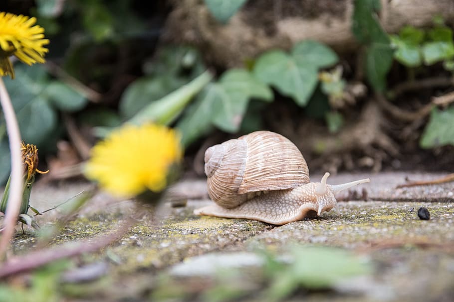Snail, Nature, Animal, Shell, Crawl, mollusk, slowly, one animal HD wallpaper