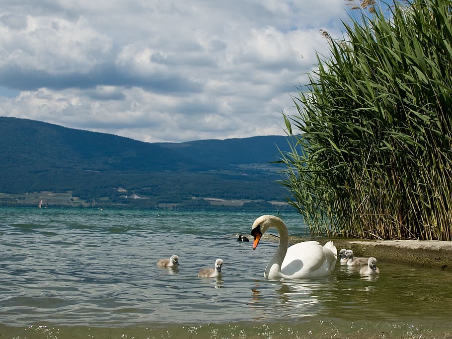 Swan, Chicks, Cute, Bird, young animals, white, swans, sweet HD wallpaper