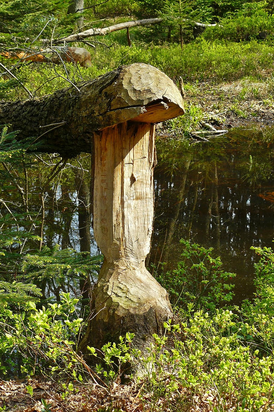 beaver, beaver damage, beaver tree, beaver eating, rodents