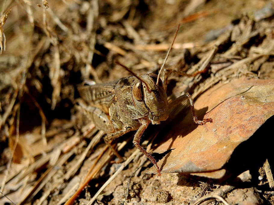 grasshopper, insect, nature, animal themes, animal wildlife HD wallpaper