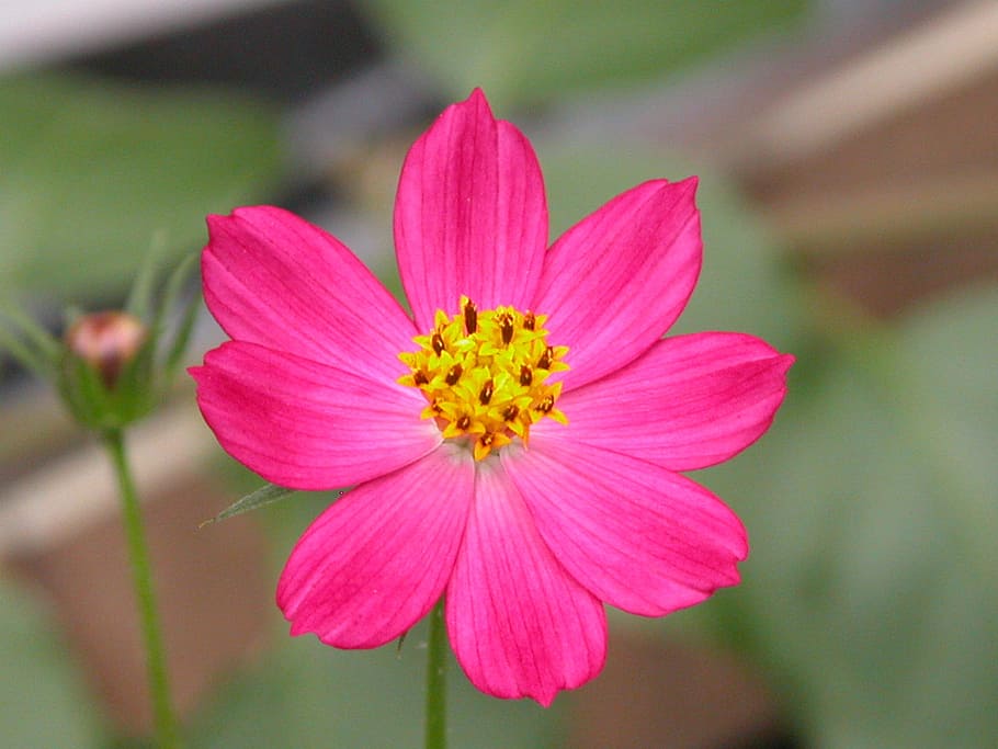 flower, fuscia, nature, flowering plant, freshness, pink color HD wallpaper