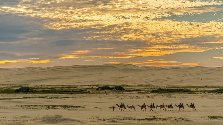 people riding on camel walking on ground at during golden hour, group of people riding a camel HD wallpaper