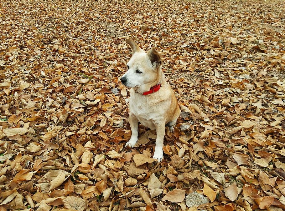 autumn, dog, pet, can, dry leaf, walk, forest, animals, nature HD wallpaper