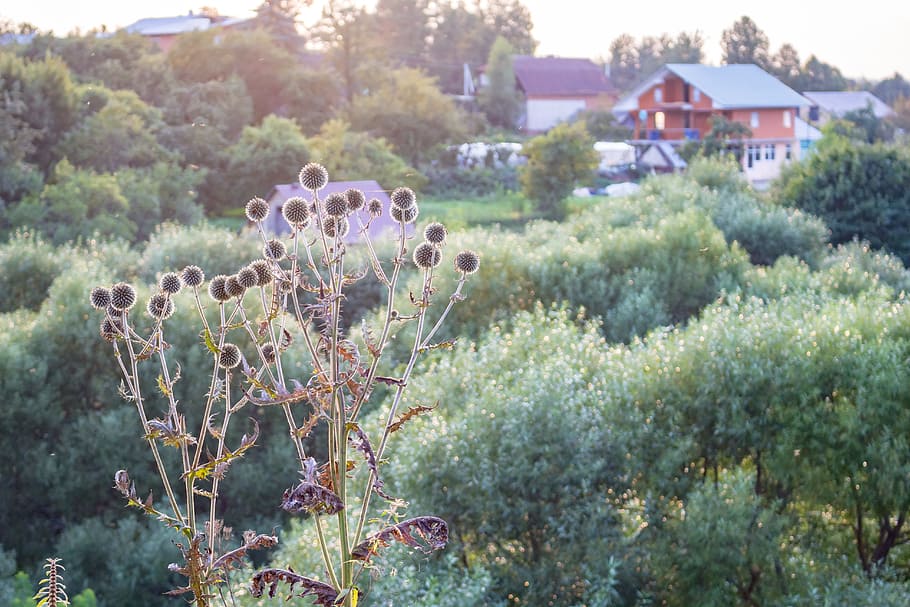 echinops, background, nature, borovsk, russia, plants, wild HD wallpaper