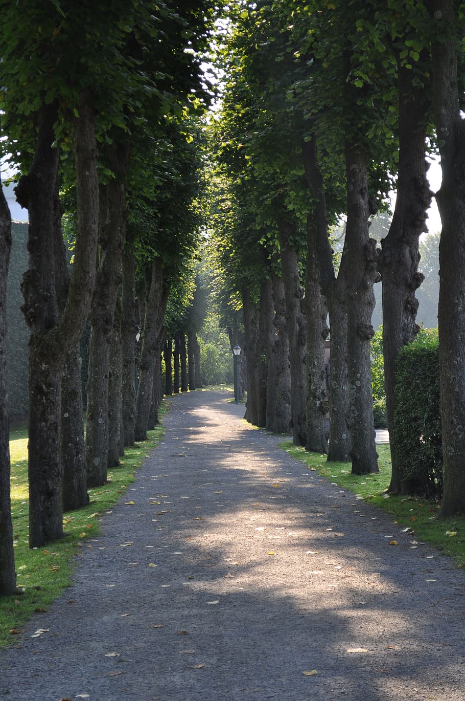 tree, lined, path, walkway, green, pathway, plant, nature, sunlight HD wallpaper