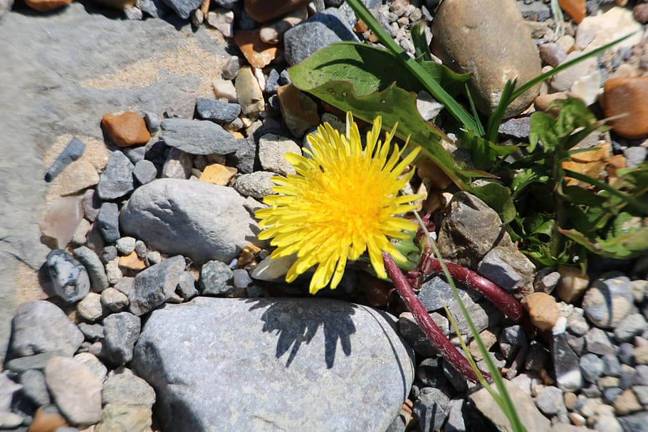dandelion, rock, garden, solid, yellow, plant, nature, beauty in nature HD wallpaper