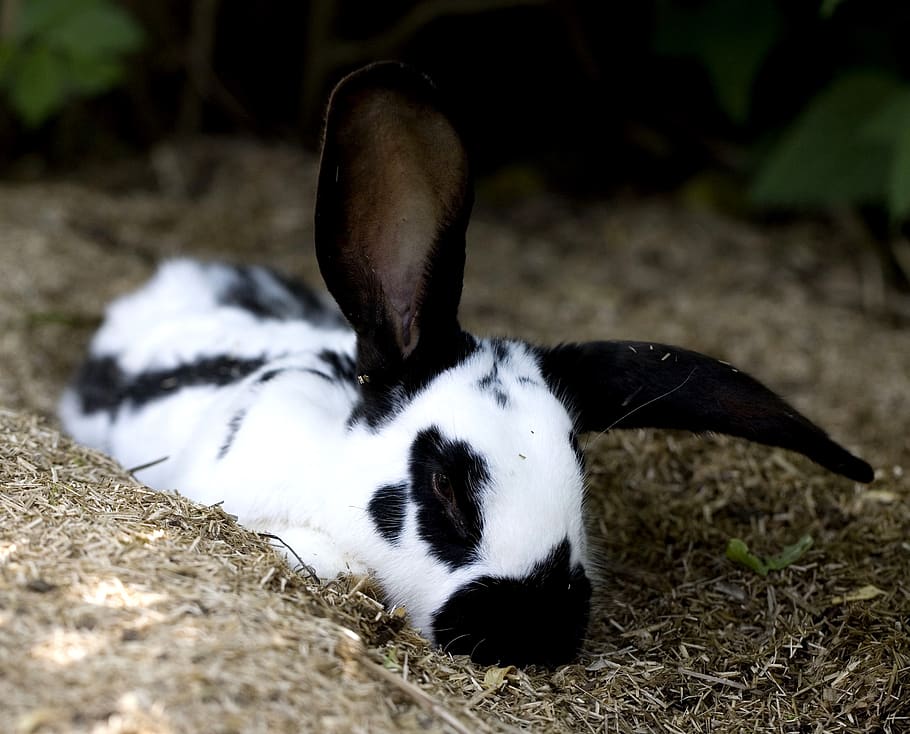 animal world, rabbit, animal themes, mammal, one animal, domestic animals HD wallpaper