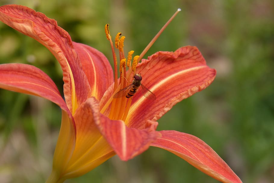 daylily, insect, nectar, flowering plant, animal wildlife, fragility HD wallpaper