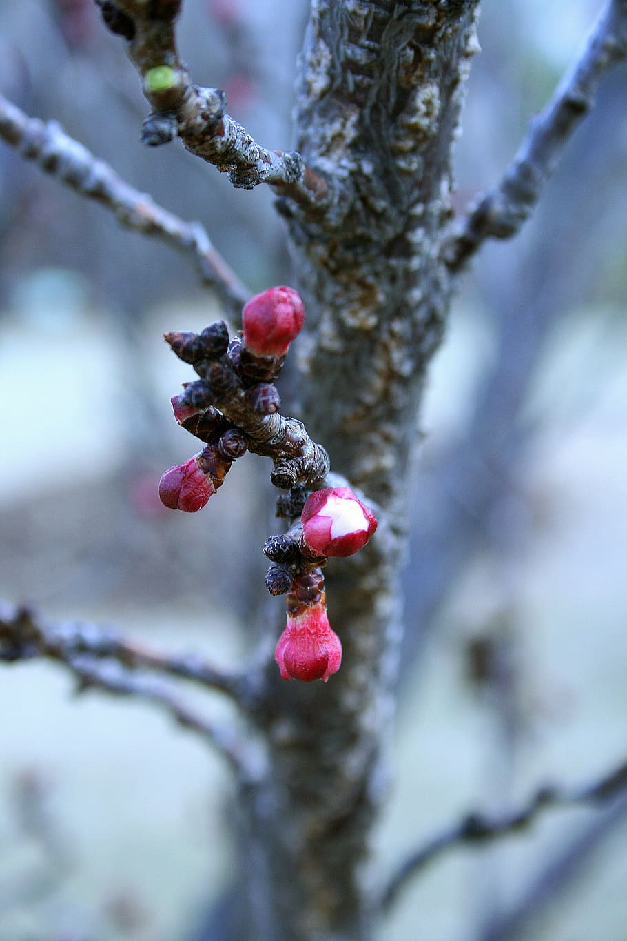 spring blossoms, tree, fruit, twigs, flowers, pink, opening HD wallpaper