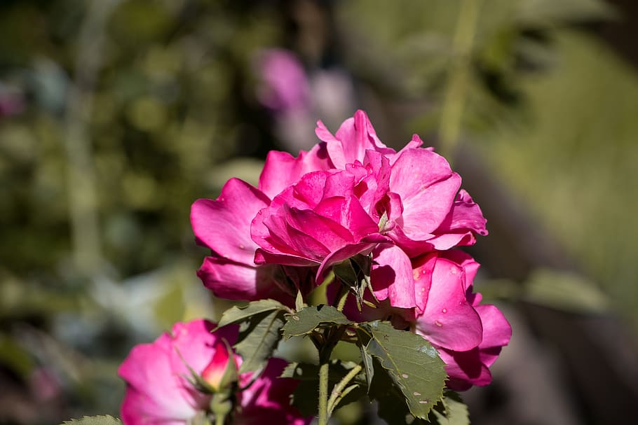 rose, pink, blossom, bloom, open flower, garden, in the garden HD wallpaper