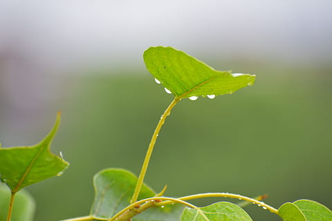 pipal leaf, rain drops, bodhi leaf, raining, plant part, green color HD wallpaper