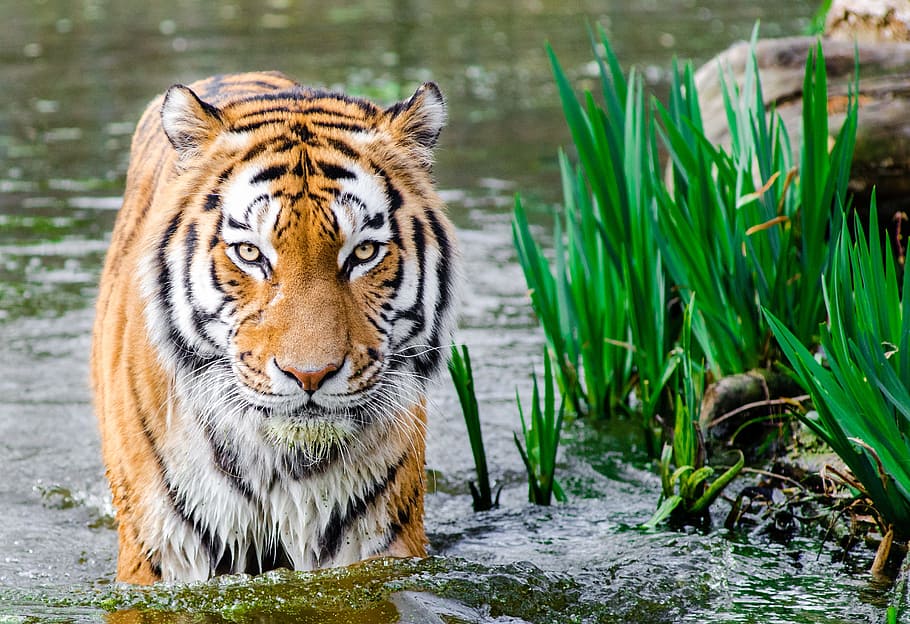 Bengal Tiger Half Soak Body on Water during Daytime, animal, animal photography, HD wallpaper