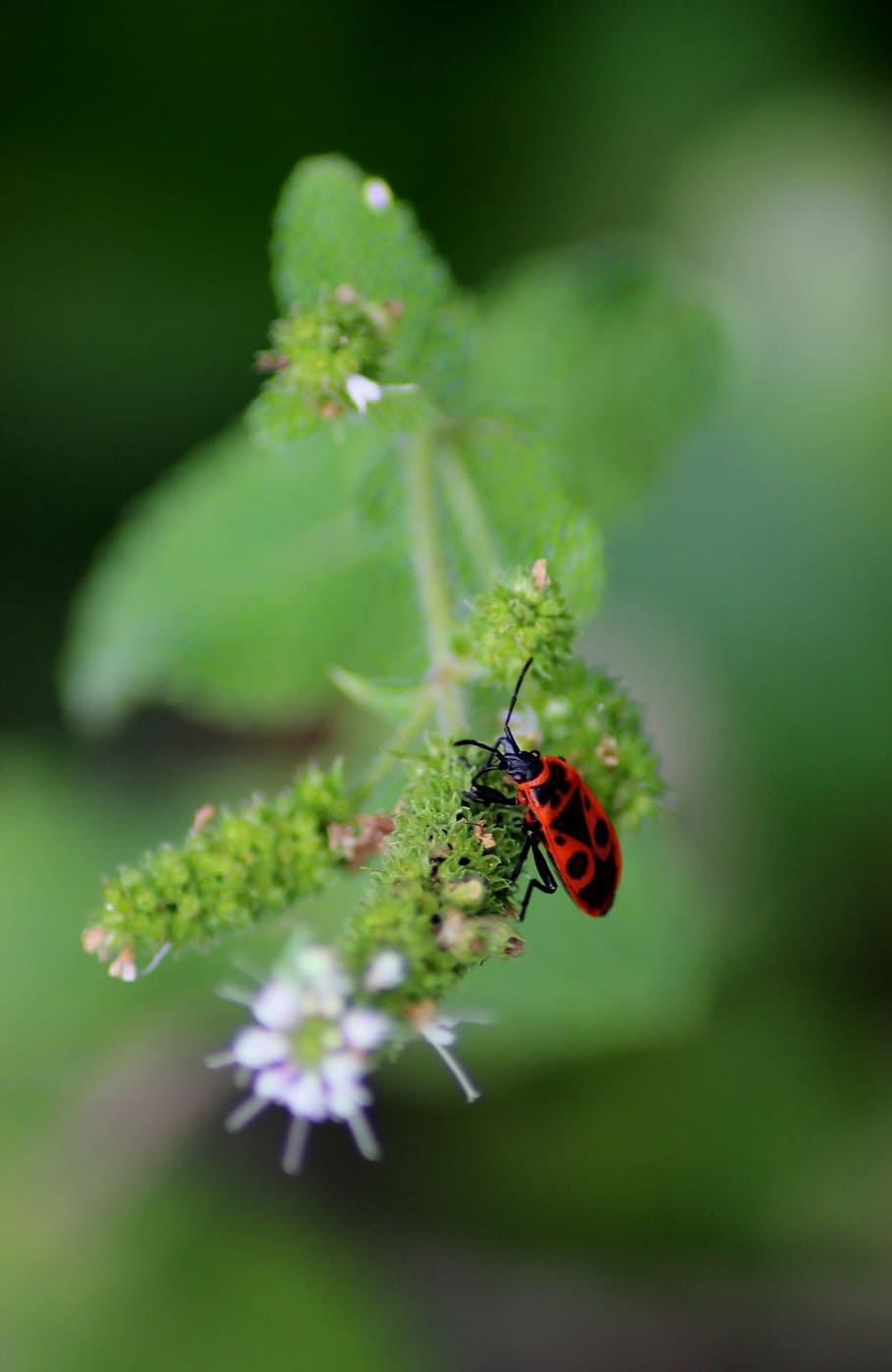 focus photography of ladybug, insect, gendarme, garden, nature HD wallpaper