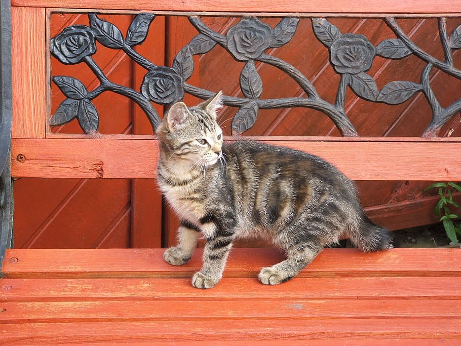 Cat, Kitten, Tabby, Bench, Pets, Cute, animals, young cat, silver tabby HD wallpaper