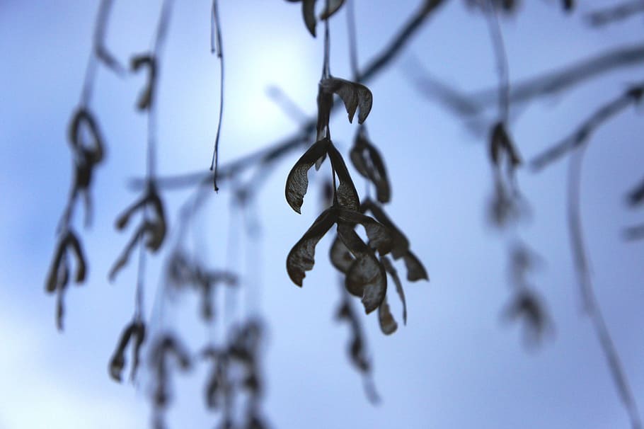 maple seeds, leaves, winter, old, nature, sky, grey, cold, no people HD wallpaper