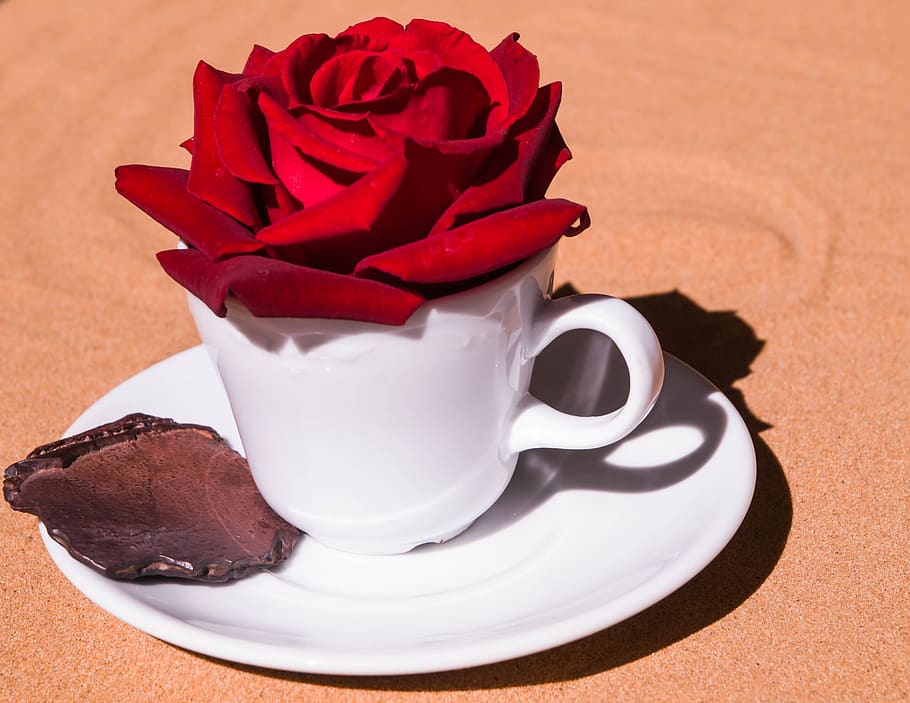 rose, cup, romantic, coffee, saucer, food and drink, close-up HD wallpaper