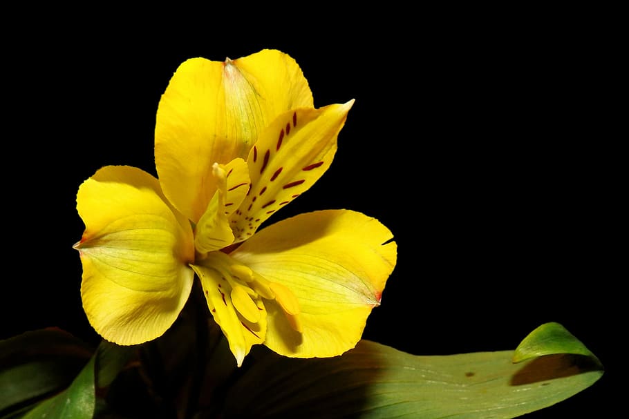 iris, blossom, bloom, yellow, schwertliliengewaechs, black background HD wallpaper