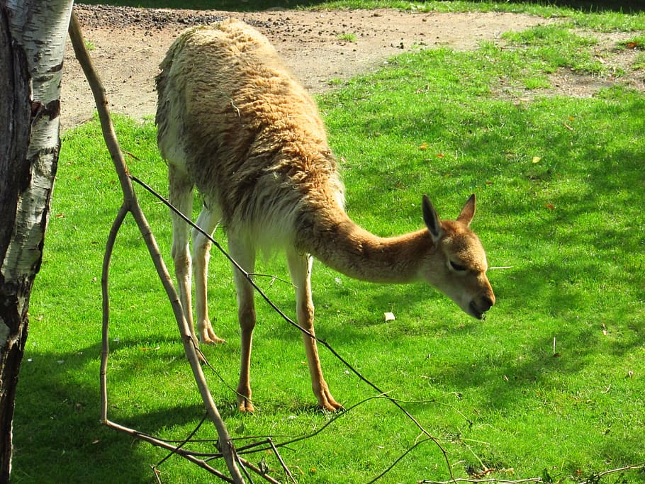 lama, animal, summer, grass, zoo, mammal, animal themes, plant HD wallpaper