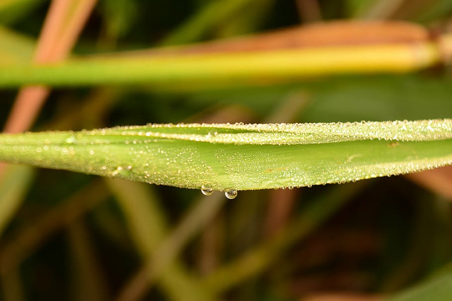 grass, dew, morgentau, background, abstract, nature, wet, green color HD wallpaper