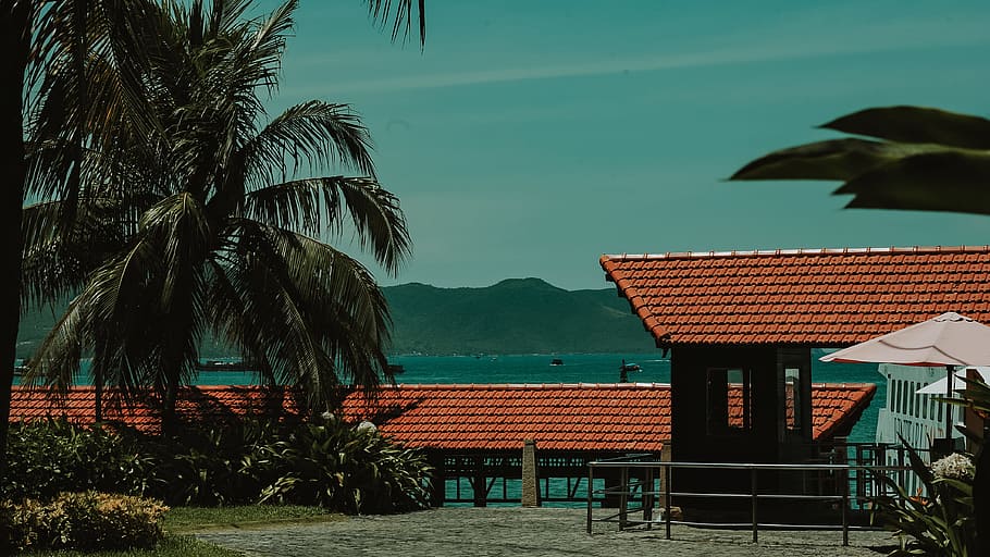 Green Coconut Tree Near Shed, beach, coconut trees, daylight HD wallpaper