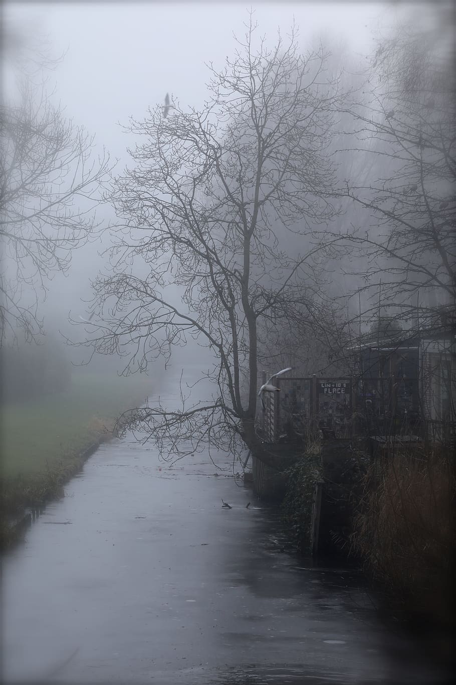 Trees, Winter, Fog, nature, mist, spooky, cold - Temperature HD wallpaper