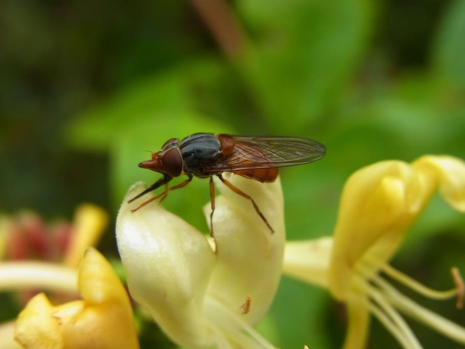 Fly, Hoverfly, Insect, campestris, animal, forest, nature, macro HD wallpaper