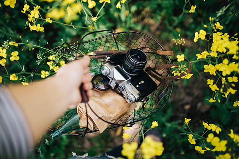 Woman with vintage camera in the field of blooming rapes, summer HD wallpaper