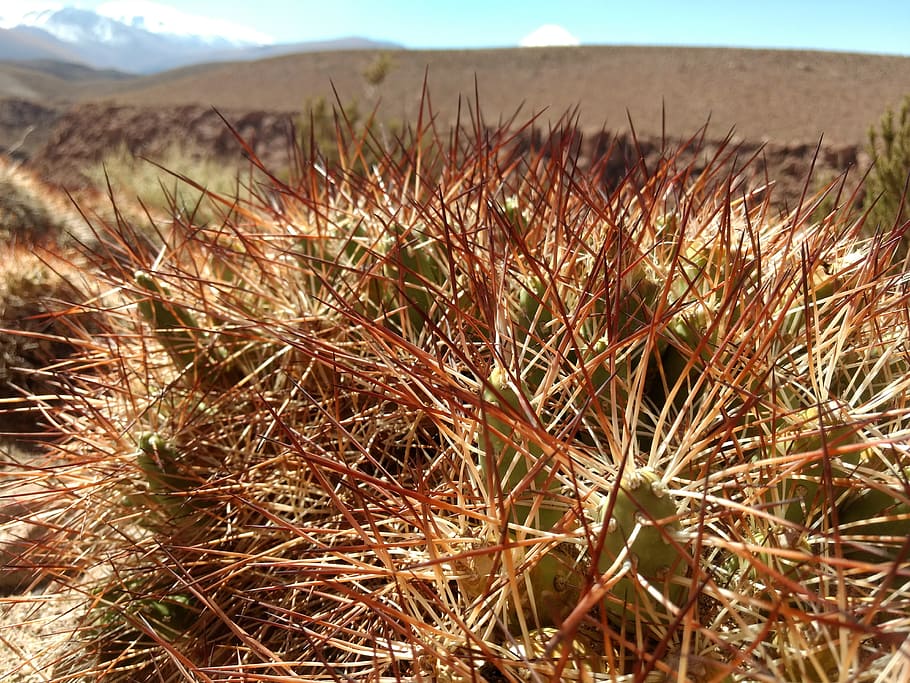 atacama, desert, cactus, chile, plant, growth, land, nature HD wallpaper