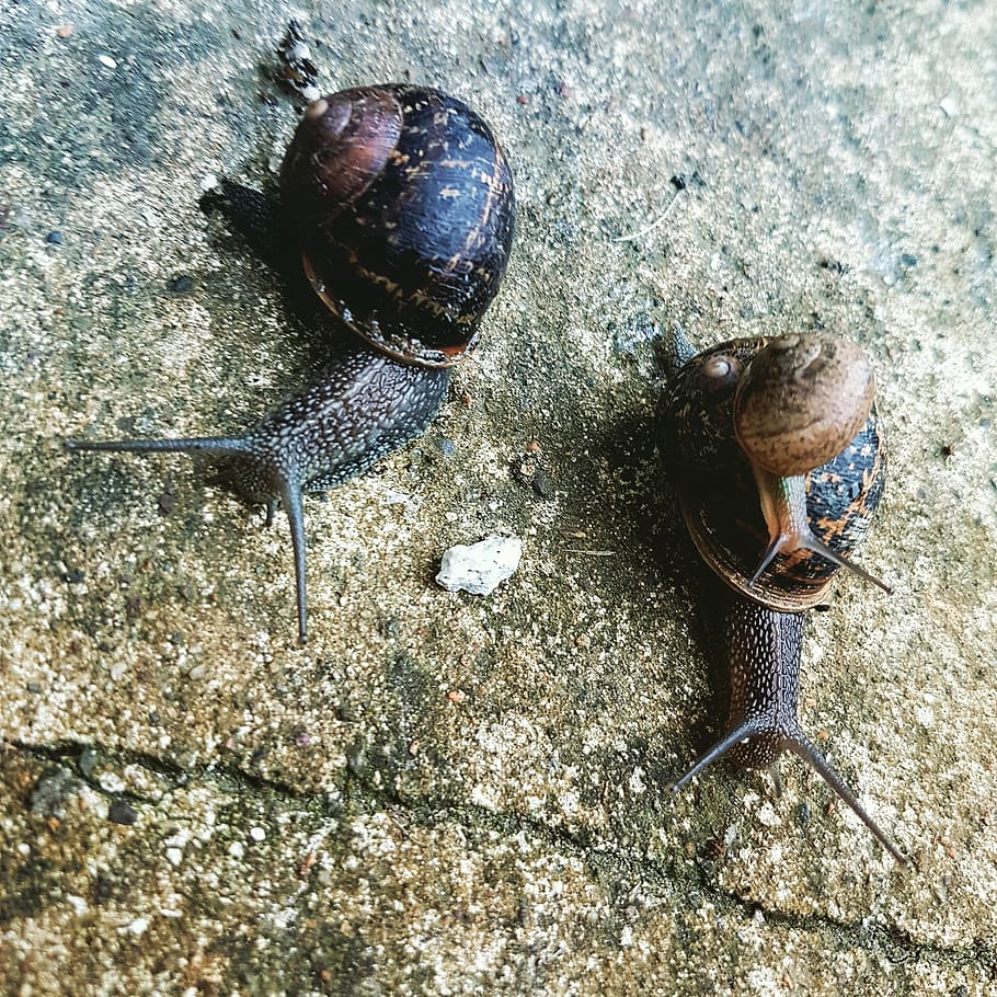 snails, slugs, garden, animal, animal Shell, nature, mollusk HD wallpaper