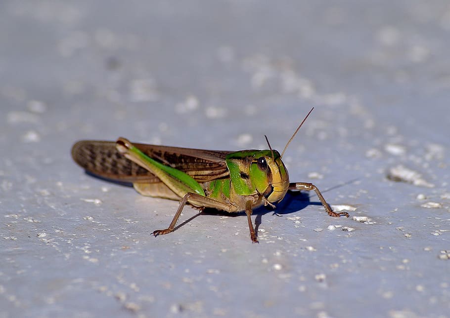 Grasshopper, Insect, Brown, green, wildlife, nature, bug, australia HD wallpaper