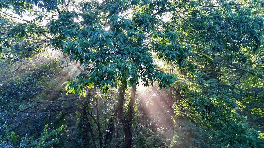 Enchanted Forest, Light, Sun, sunlight, beams, rays, trees HD wallpaper
