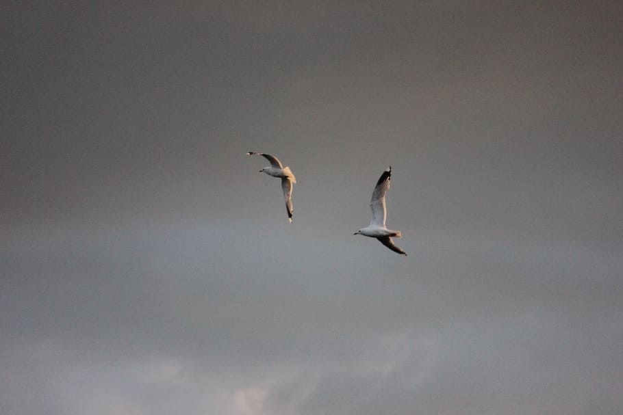 seagull, logs, bird, wings outspread, animal wildlife, animals in the wild HD wallpaper