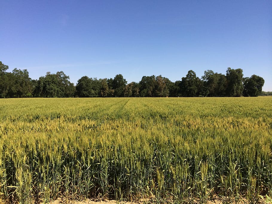 Wheat, Field, Blue, Summer, Crop, harvest, farm, sky, rural HD wallpaper