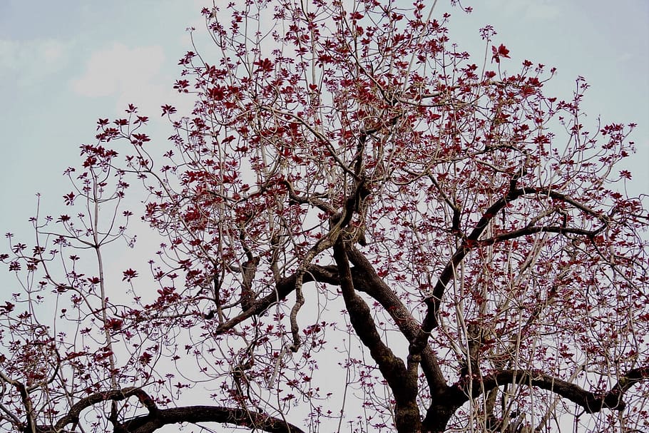 tree, branch, cherry, season, park, flowering plant, sky, low angle view HD wallpaper