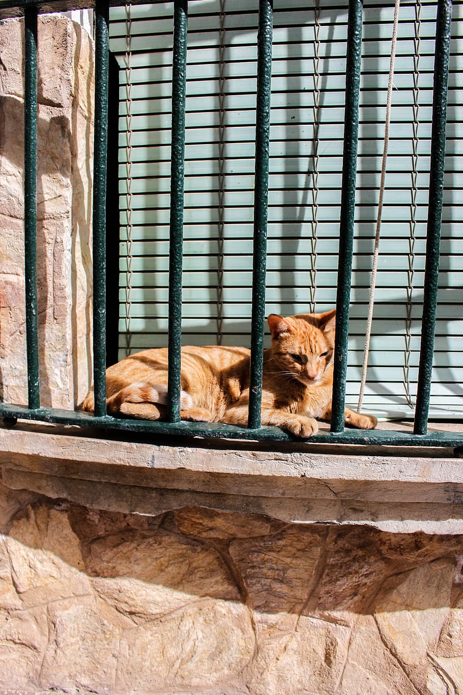 Out of reach, orange tabby cat, feline, window, railings, fence, HD wallpaper