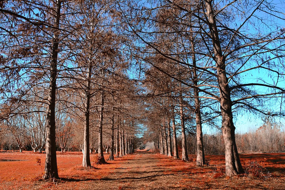 Forest, Trees, Landscape, Nature, autumn, bare tree, outdoors HD wallpaper