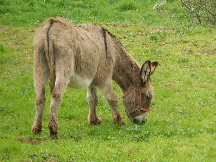 donkey, prairie, nature, mammal, grass, animal, land, animal themes HD wallpaper