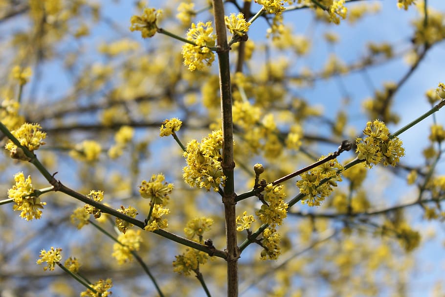 Landscape, Nature, Sky, Branches, blue, yellow, spring, growth HD wallpaper