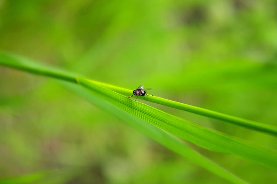 fly, bug, plant, insect, nature, macro, small, green, tiny HD wallpaper