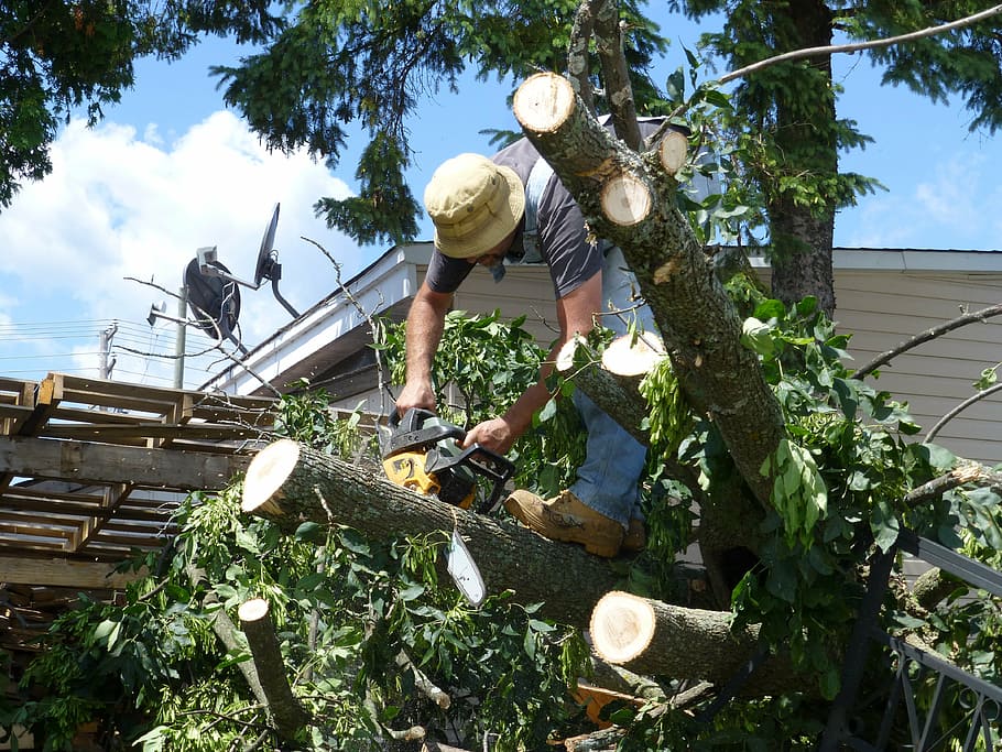 green trees, damage, chainsaw, landscaping, broken, crushed, destruction