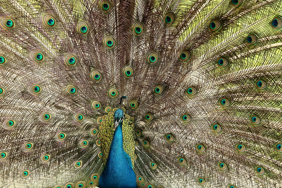 peacock, bird, peacock feathers, animal, animal themes, animal wildlife HD wallpaper