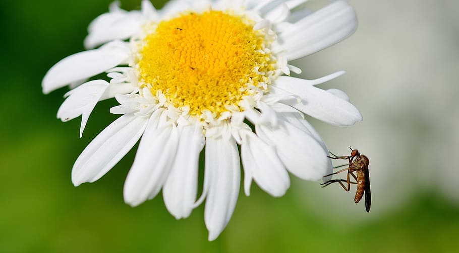 daisy, flowers, meadow, summer meadow, yellow, white, floristry, HD wallpaper