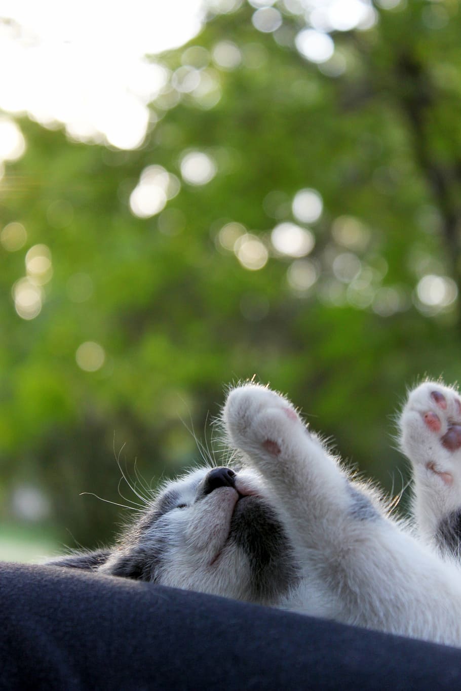 short-furred black and white kitten closeup photo, cat, pet, gata, HD wallpaper