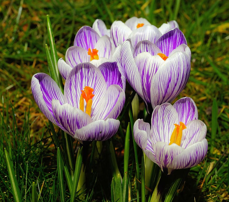 purple-and-white crocus flowers, close, tender, beautiful, signs of spring HD wallpaper