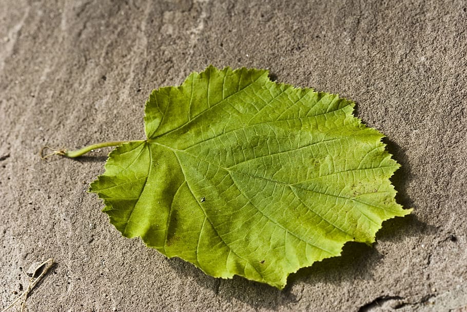 Hazelnut, Leaf, hazelnut leaf, green, nature, plant, close-up HD wallpaper