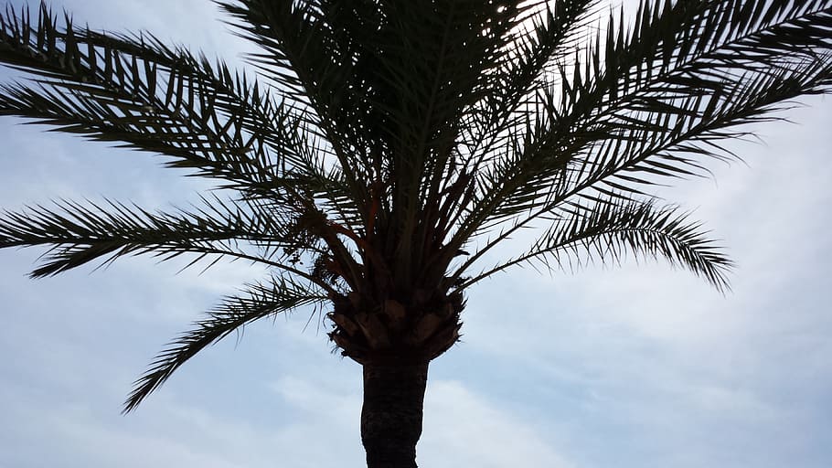palm, palma de mallorca, palm leaves, tree, plant, palm tree, HD wallpaper