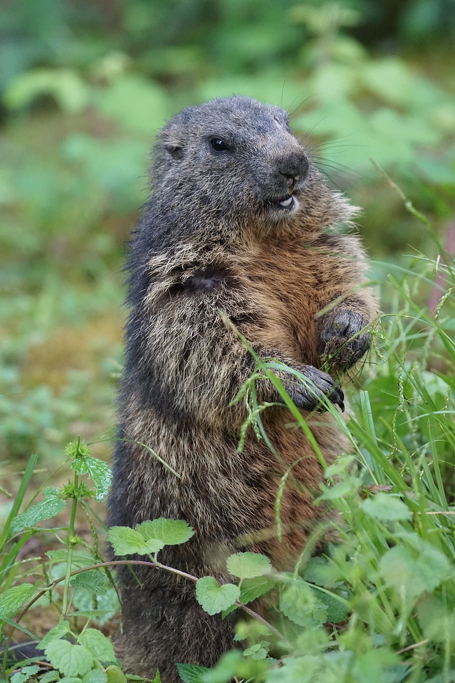 Marmot, Zoo, young, one animal, animals in the wild, animal wildlife HD wallpaper
